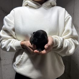 Veda - Black brindle female Dutch Shepherd puppy in Watertown, Connecticut from APACHE CANINE