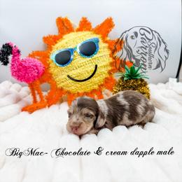 Big Mac - Dapple male Dachshund puppy in Prairieville, Louisiana from Southern Barron Danes & Dachshunds