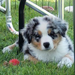 Australian Shepherd Puppies from Celtic Brae Australian Shepherds