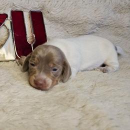 Isabella pie girl - Piebald female Dachshund puppy in Herald, California from Bluegum Dachshunds