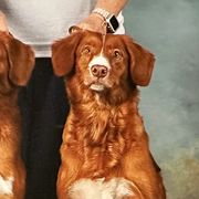 Nova Scotia Duck Tolling Retrievers from KD's Kennels