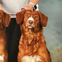 Nova Scotia Duck Tolling Retrievers from KD's Kennels