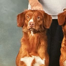 Nova Scotia Duck Tolling Retrievers from KD's Kennels