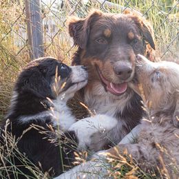 Australian Shepherds from Newly Minted Aussies