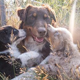 Australian Shepherds from Newly Minted Aussies