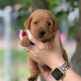 Pink Collar - Yellow female Labrador Retriever puppy in Quinlan, Texas from Wright Way Retrievers