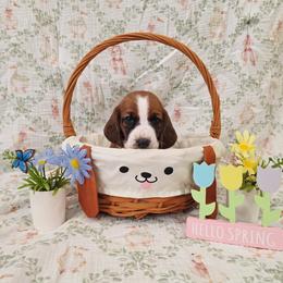 Nora - Mahogany and white female Basset Hound puppy in Bellaire, Ohio from Blessed Bassets