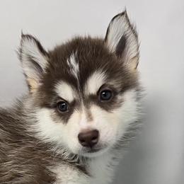 Emmie - Red and white female Siberian Husky puppy in Kansas City, Missouri from Anuun's Huskies