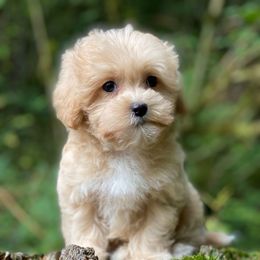 Spice - Apricot male Maltipoo puppy in Bellingham, Washington from My Sweet Poodles and Doodles