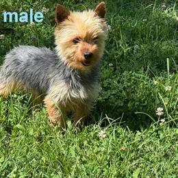Cash - Yorkshire Terrier