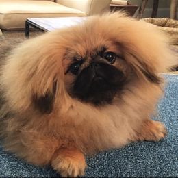 Pekingese Puppies from Andrea Johnson Pekingese