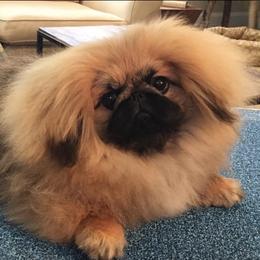 Pekingese Puppies from Andrea Johnson Pekingese