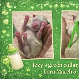 Green boy - Liver male Shih Tzu puppy in Berkeley Springs, West Virginia from Sandridge Shih Tzus