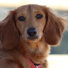 Dachshunds from Darci Wade