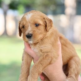 Goldendoodle Puppies from Dolly Doodle’s Doodles