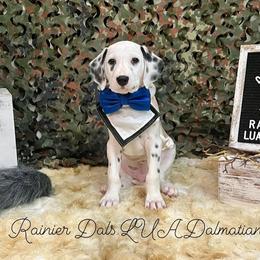 Dalmatian Puppies from Rainier DALS LUA Dalmatians