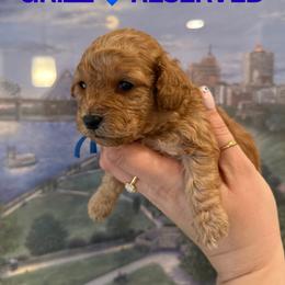 Cockapoo Puppies from Cutie Cockapoos Breeding