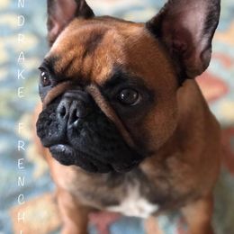 French Bulldogs from Pendrake Frenchies