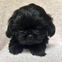 Lightning - Black male Shih Tzu puppy in Decatur, Tennessee from Ford Hollow Farms Shih Tzus and Australian Shepherds