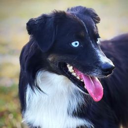 Cowboy - Toy Australian Shepherd