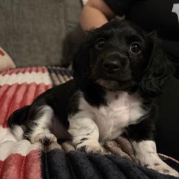 Tyche Full AKC Female 2 - Black female Dachshund puppy in Erie, Michigan from Champagne’s Grinch Toe’d Dachshunds