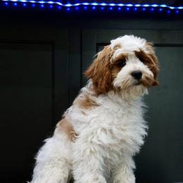 Bernedoodle and Cavapoo Puppies from Lawler’s Legacy Litters