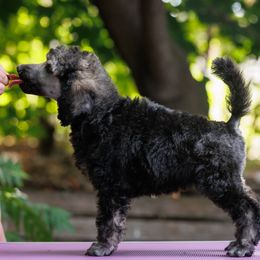 Poodle Puppies from Mystic Moon Poodles