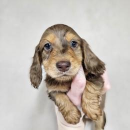Rio - Dapple male Dachshund puppy in Anaconda, Montana from Montana Country Dachshunds