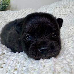Breeze - Black female Pomeranian puppy in Eden, North Carolina from Whippoorwill Pomeranians
