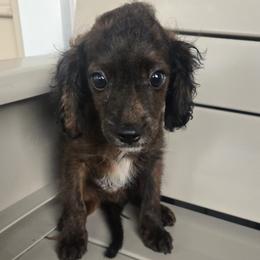 Bear - Brown male Cavapoo puppy in Virginia Beach, Virginia from Jenn's Dog Boarding & Daycare