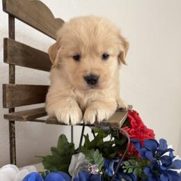 Ms Yellow - Golden female Golden Retriever puppy in Moapa, Nevada from Little Bitta Luck Farms