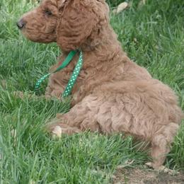 Poodle Puppies from Sunset Maple Poodles