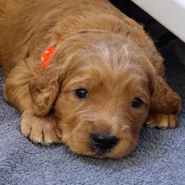 Goldendoodle Puppies from Hawkins Heritage Goldendoodles