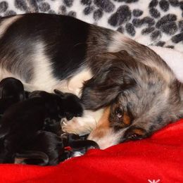 Dachshunds from Lisa's Dachshunds