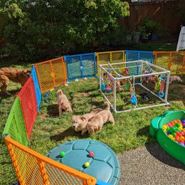 Golden Retriever Puppies from Sola Mae's Goldens