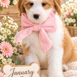 January - Brown and white female Bernedoodle puppy in Diamond Bar, California from Furrytaildoodles