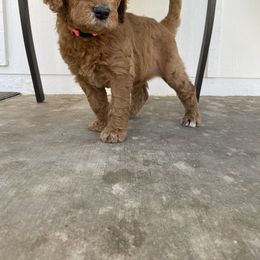 Goldendoodle Puppies from Heavenly Hilltop Farm