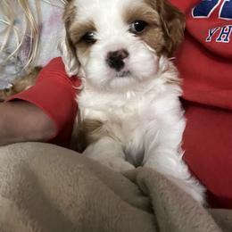 Sausage - Blenheim male Cavapoo puppy in Spanish Fork, Utah from Utah cavapoos