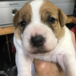 Jack Russell Terrier Puppies from Rock Chalk Terriers