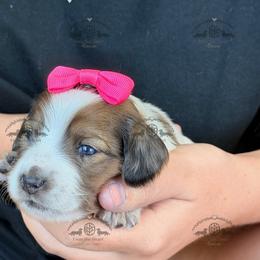 Miss. Pink-4200 - Dapple female Dachshund puppy in Sparr, Florida from From the Heart Doxies