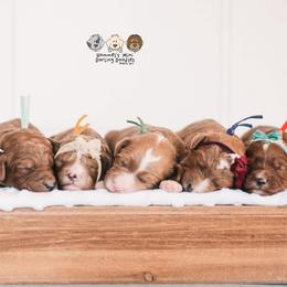 Bernedoodle and Goldendoodle Puppies from Hommel’s Mini Darling Doodles