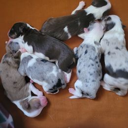 Aussiedoodle, Miniature Australian Shepherd, and Toy Australian Shepherd Puppies from Valley Toy Aussies