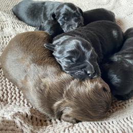 Australian Labradoodle and Labradoodle Puppies from Tango Wool Labradoodles