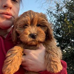 Girl 6 red collar - female Goldendoodle puppy in Wesson, Mississippi from Southern Country Doodles
