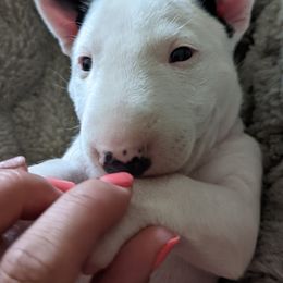Doberman Pinschers and Miniature Bull Terriers from Protea Kennel
