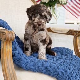 Franklin - Merle male Goldendoodle puppy in Nashville, Tennessee from Hilton Doodles