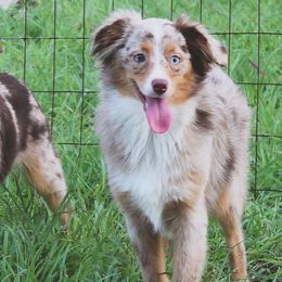 Miniature Australian Shepherds and Toy Australian Shepherds from My Little Aussie