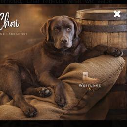 Chai - Labrador Retriever