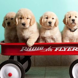 Golden Retriever Puppies from SUN-GOLDEN KENNELS