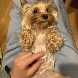 Chihuahua and Yorkshire Terrier Puppies from Fanciful Thrills Kennel